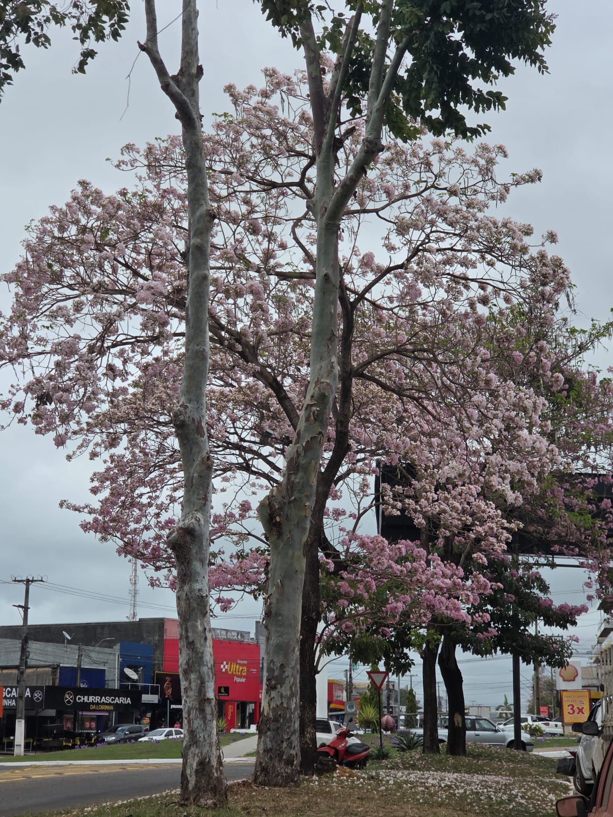 Florada dos ipês transforma Tucuruí em um espetáculo de cores
